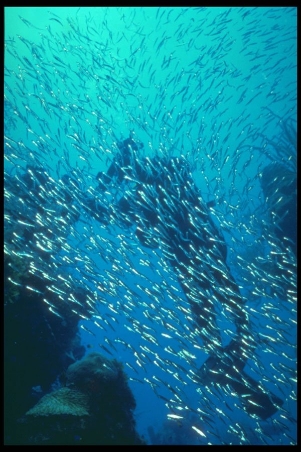 209094 Silversides A4 Photo Print