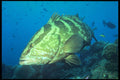 209096 Nassau Grouper A4 Photo Print