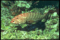 209097 Tiger Grouper A4 Photo Print
