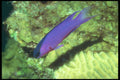 209098 Blackcap Basslet A4 Photo Print