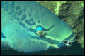 209099 Queen Parrotfish A4 Photo Print