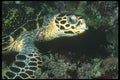 210000 Hawksbill Turtle, Kimbe Bay, Papua New Guinea A4 Photo Print