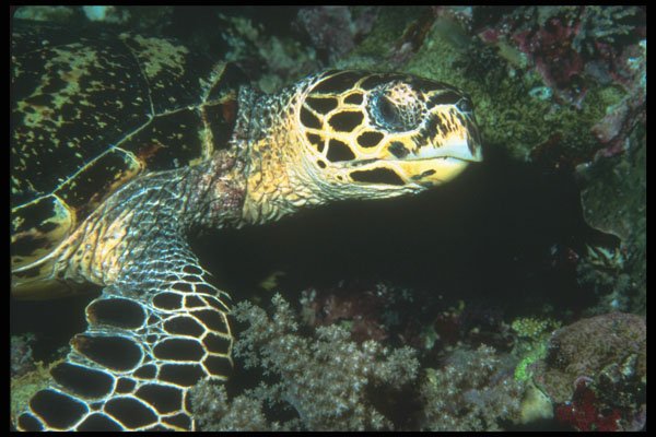 210000 Hawksbill Turtle, Kimbe Bay, Papua New Guinea A4 Photo Print