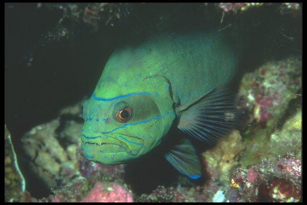210002 Grouper, Coral Sea, Papua New Guinea A4 Photo Print