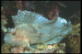 210004 Leaf Fish, New Britain Island, Papua New Guinea A4 Photo Print