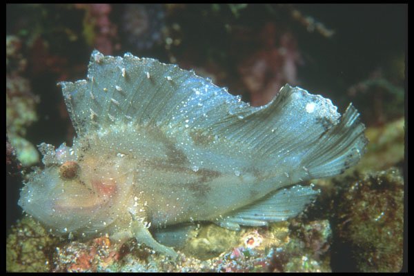210004 Leaf Fish, New Britain Island, Papua New Guinea A4 Photo Print