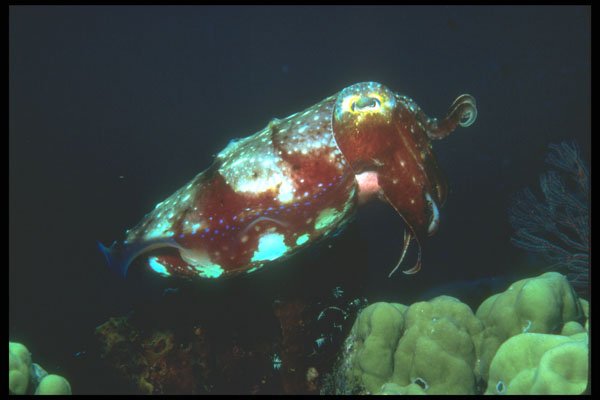 210005 Cuttlefish, Kimbe Bay, Papua New Guinea A4 Photo Print