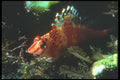 210006 Hawkfish, Wykya, Fiji A4 Photo Print