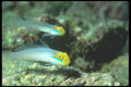 210007 Gobies, Wykya, Fiji A4 Photo Print