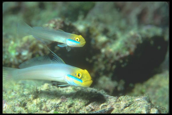 210007 Gobies, Wykya, Fiji A4 Photo Print