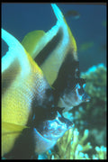 210008 Masked Banner Fish, Namena, Fiji A4 Photo Print