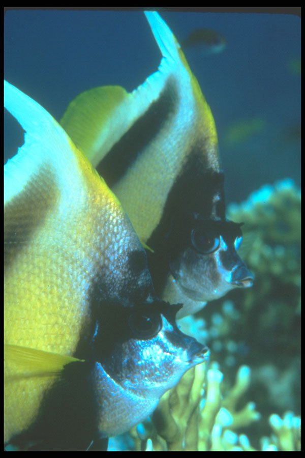 210008 Masked Banner Fish, Namena, Fiji A4 Photo Print