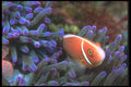 210009 Pink Anemone Fish In Purple Anemone, Lau Group, Fiji A4 Photo Print