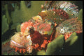 210010 Scorpion Fish, Kimbe Bay, Papua New Guinea A4 Photo Print