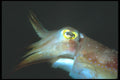 210011 Cuttlefish, Kimbe Bay, Papua New Guinea A4 Photo Print