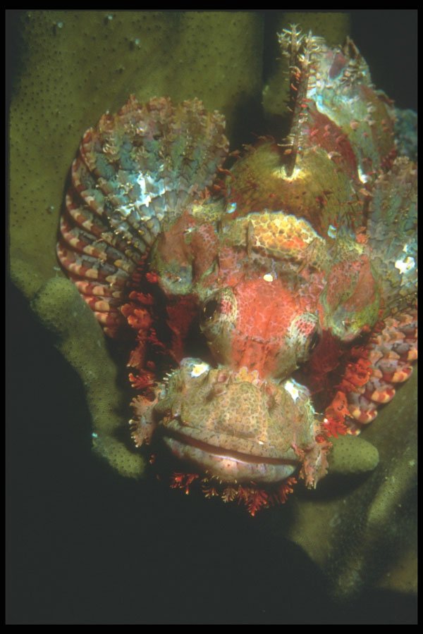 210012 Scorpion Fish, Kimbe Bay, Papua New Guinea A4 Photo Print