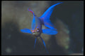 210014 Purple Anthias, Kimbe Bay, Papua New Guinea A4 Photo Print