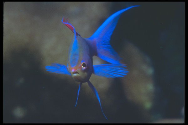 210014 Purple Anthias, Kimbe Bay, Papua New Guinea A4 Photo Print