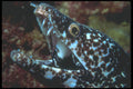 210015 Spotted Moray Eel, Bonaire, Netherlands Antilles A4 Photo Print