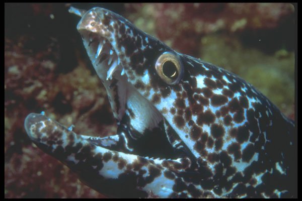 210015 Spotted Moray Eel, Bonaire, Netherlands Antilles A4 Photo Print