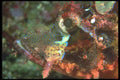210016 Scorpion Fish, Ras Muhammad, Red Sea, Egypt A4 Photo Print