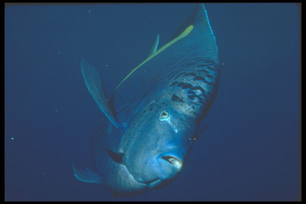 210017 Map Angelfish, Straits Of Tiran, Egypt A4 Photo Print