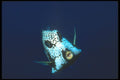 210018 Smooth Trunkfish, Bonaire, Netherlands Antilles A4 Photo Print