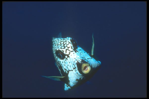 210018 Smooth Trunkfish, Bonaire, Netherlands Antilles A4 Photo Print