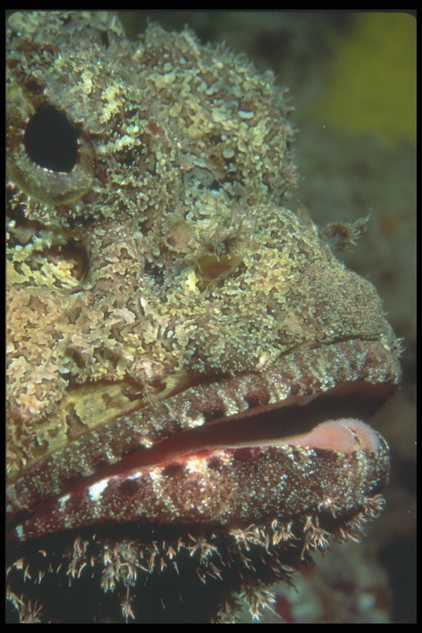 210019 Scorpion Fish, Bonaire, Netherlands Antilles A4 Photo Print