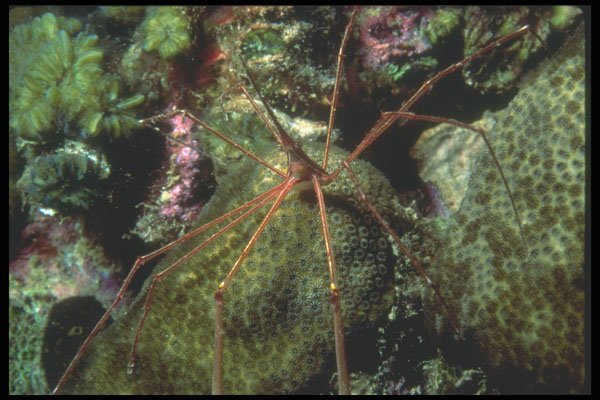 210020 Arrow Crab, San Salvador, Bahamas A4 Photo Print