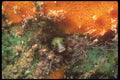 210021 Blenny, Bonaire, Netherlands Antilles A4 Photo Print