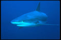 210022 Caribbean Reef Shark, New Providence Island, Bahamas A4 Photo Print