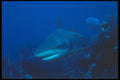 210023 Caribbean Reef Shark, New Providence Island, Bahamas A4 Photo Print