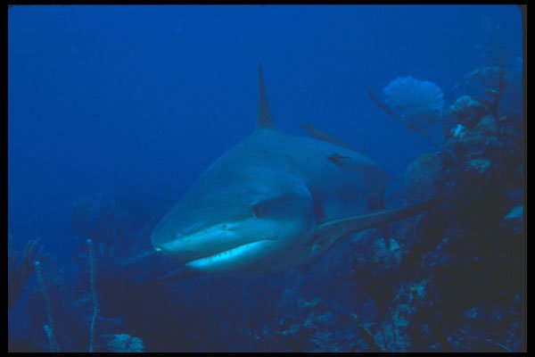 210023 Caribbean Reef Shark, New Providence Island, Bahamas A4 Photo Print