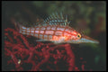 210024 Long nosed Hawkfish, Namena, Fiji A4 Photo Print