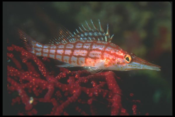 210024 Long nosed Hawkfish, Namena, Fiji A4 Photo Print