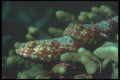 210025 Lizard Fish, Lau Group, Fiji A4 Photo Print