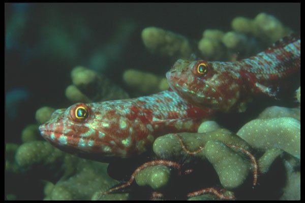 210025 Lizard Fish, Lau Group, Fiji A4 Photo Print