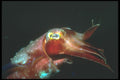210026 Cuttlefish, Kimbe Bay, Papua New Guinea A4 Photo Print