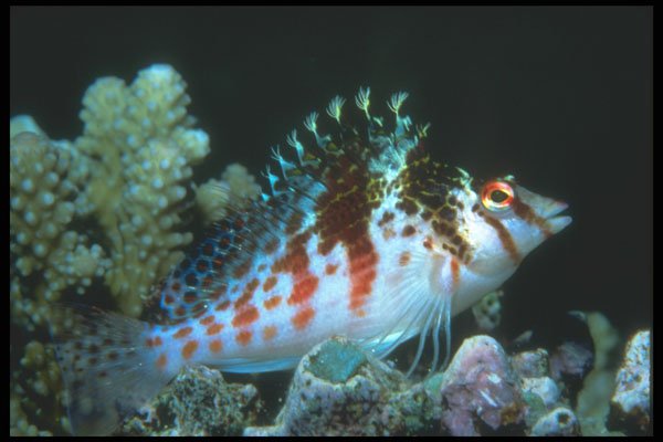 210027 Hawkfish, Wykaya, Fiji A4 Photo Print