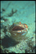 210028 Lizard Fish, Lau Group, Fiji A4 Photo Print