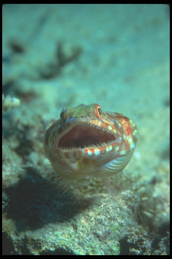 210028 Lizard Fish, Lau Group, Fiji A4 Photo Print