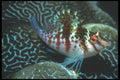 210030 Hawkfish, Taveuni, Fiji A4 Photo Print