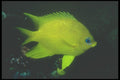 210031 Golden Damselfish, Namena, Fiji A4 Photo Print