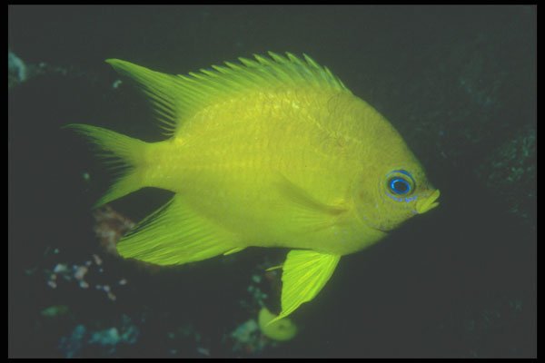 210031 Golden Damselfish, Namena, Fiji A4 Photo Print