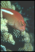 210032 Rainbow Hawkfish, Nikotolo Islets, Fiji A4 Photo Print