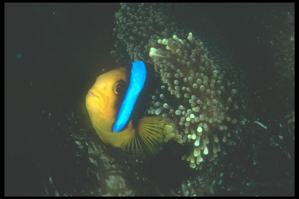 210033 Anemone Fish, Ras Muhammad, Red Sea, Egypt A4 Photo Print