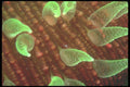 210034 Coral Polyps, Mushroom Coral, Fiji A4 Photo Print