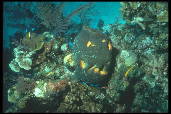 210035 Sponge Eluethera, Bahamas A4 Photo Print