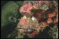 210037 Scorpion Fish, Wykya, Fiji A4 Photo Print